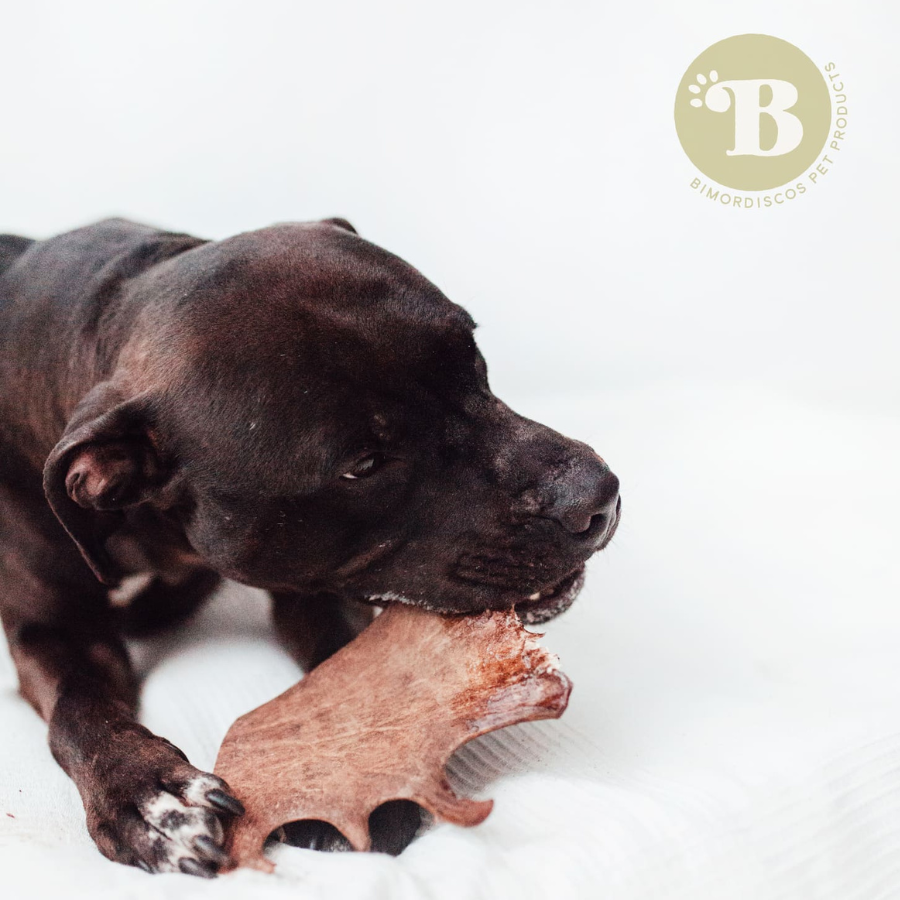 BIMORDISCOS Asta de gamo para perros, , large Imagen numero 3